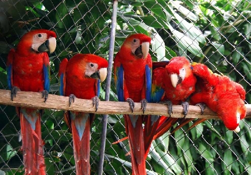 Costa Rica-ban bezárnak az állatkertek?