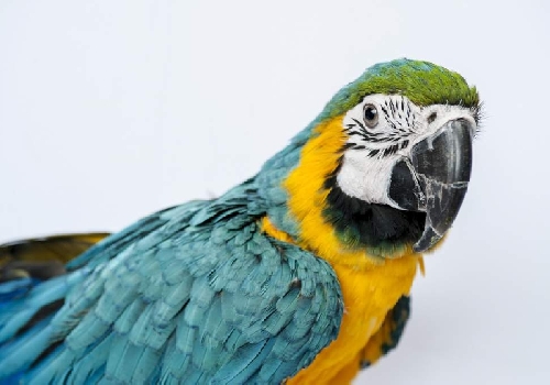 Egy papagájt gyászoló öngyilkosjelölt