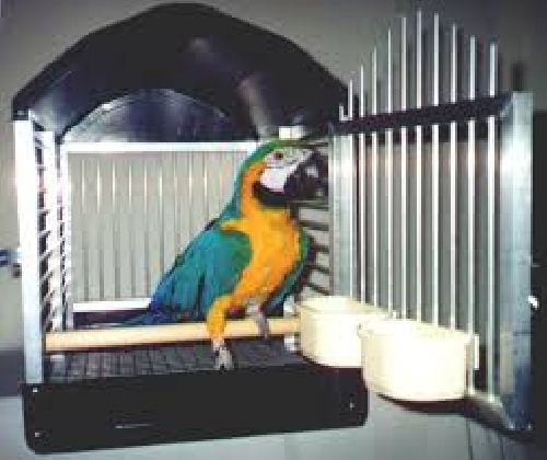 Így utazz a papagájoddal