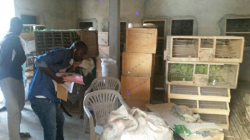 A szenegáli rendőrség letartóztatott egy nemzetközi madárkereskedőt