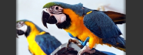 Az első papagáj-felhámozás