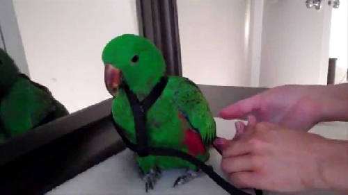 Az első papagáj-felhámozás