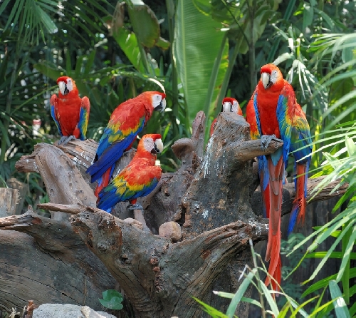Papagájok: páratartalom és fürdés