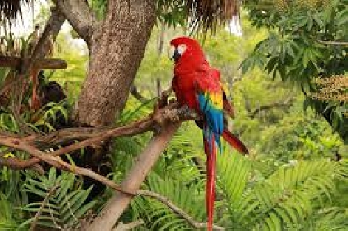 Papagájok: páratartalom és fürdés