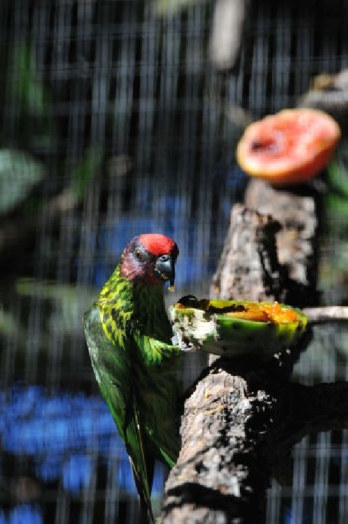 Papagájok szezonális táplálkozása
