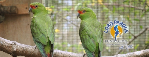 Papagájok szezonális táplálkozása