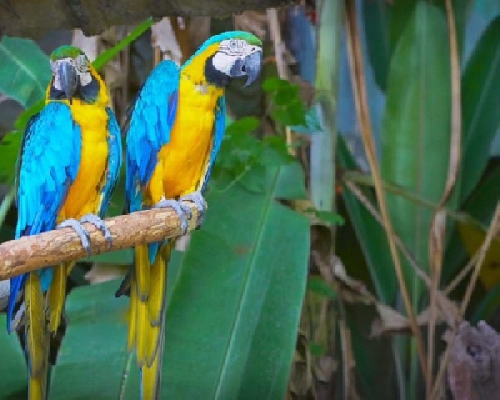 A papagáj pozitív megerősítése