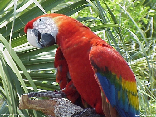 A papagájegészség megőrzése