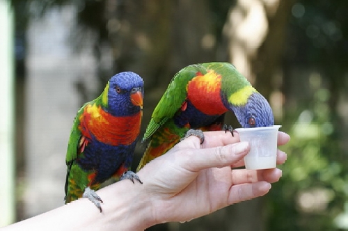 A papagájegészség megőrzése