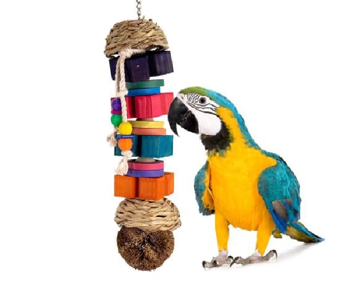 A papagájok játékai