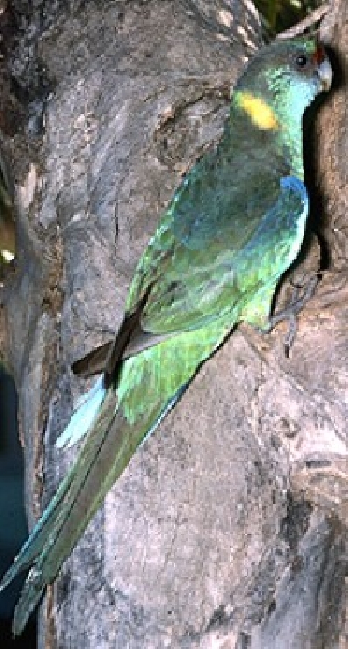 Galléros papagáj