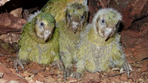 Ilyen madár a Kakapo