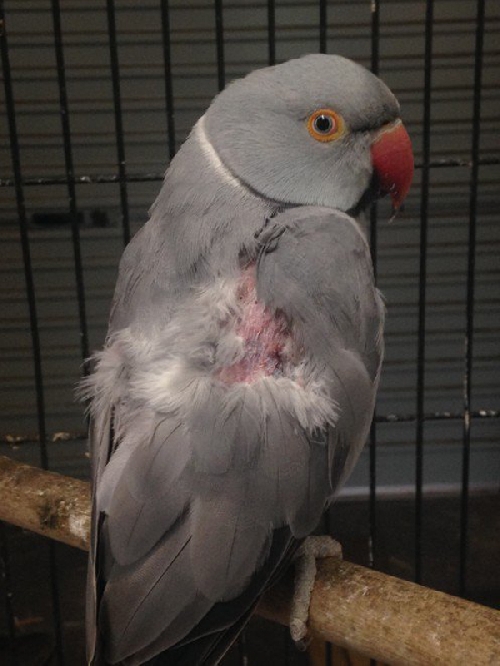 Papagájok kopaszodása