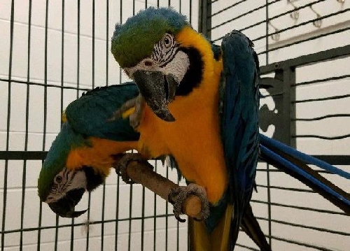 Új papagáj nevelése