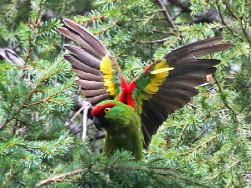 Viaszcsőrű papagájok nevelése