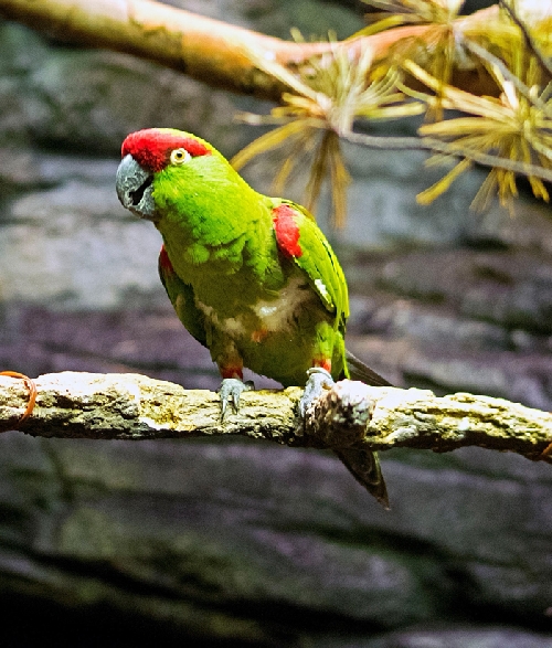 Viaszcsőrű papagájok nevelése
